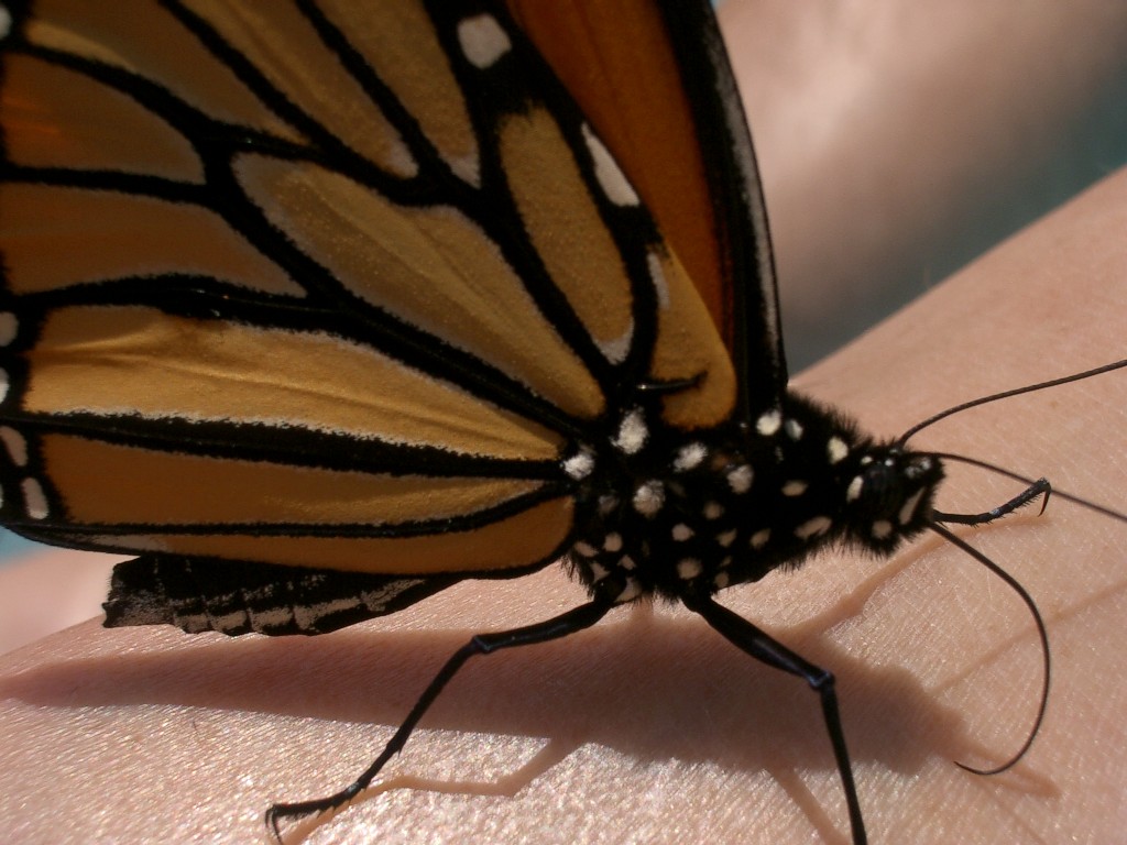 [Monarch+Butterfly+4+(50%).jpg]